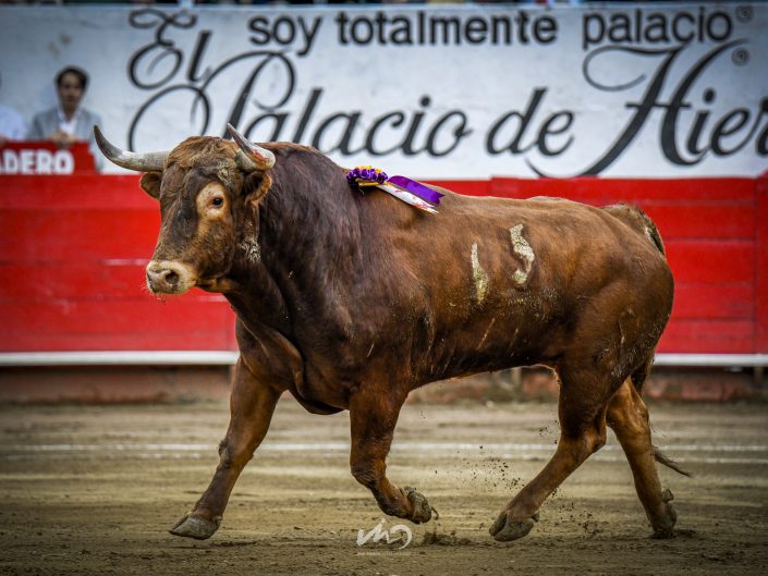 Su majestad el toro